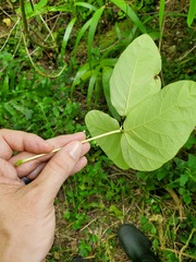 Mucuna gigantea