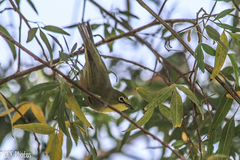 Zosterops pallidus