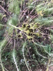 Cosmos bipinnatus