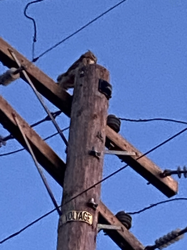 View observation of {o.common_name} on iNaturalist
