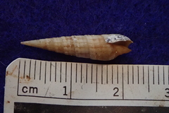 Myurella affinis image