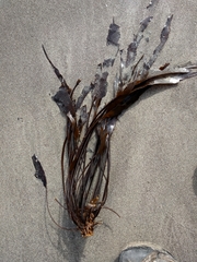 Laminaria sinclairii