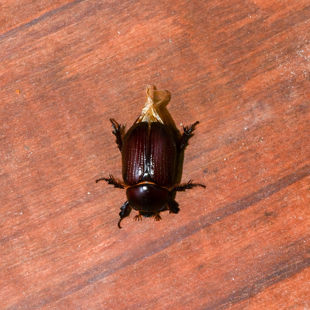 Orizabus pyriformis