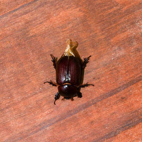 Orizabus pyriformis