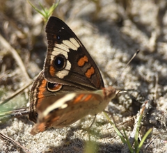 Junonia coenia
