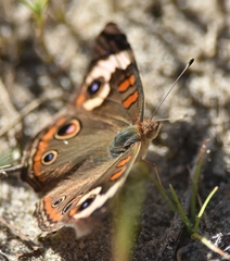 Junonia coenia