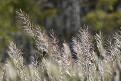 Poaceae