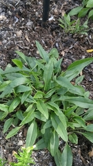 Salvia pentstemonoides