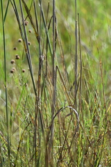 Poaceae