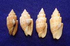 Mitra stictica