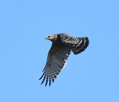 Buteo lineatus