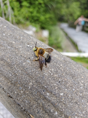 Collared Carpenter Bee