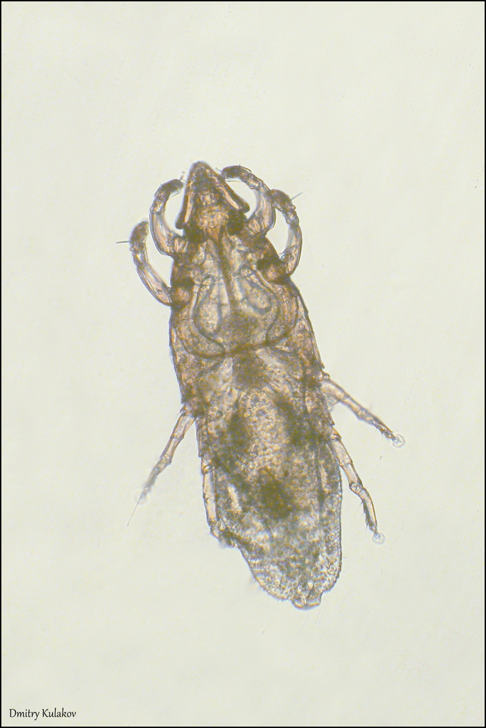 Mite