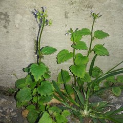 Diastatea