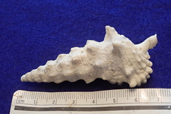 Cerithium nodulosum