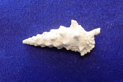 Cerithium nodulosum
