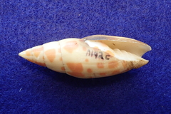 Mitra mitra