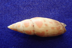 Mitra mitra
