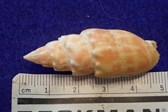 Mitra stictica