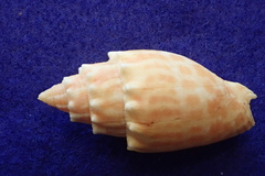 Mitra stictica