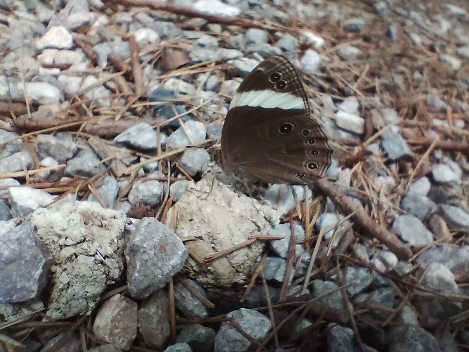 Straight-Banded Treebrown