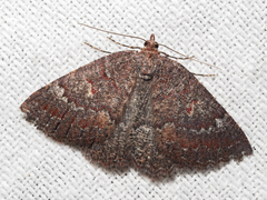 Apodasmia rufonigraria