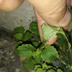 Diastatea