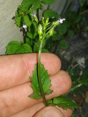 Diastatea
