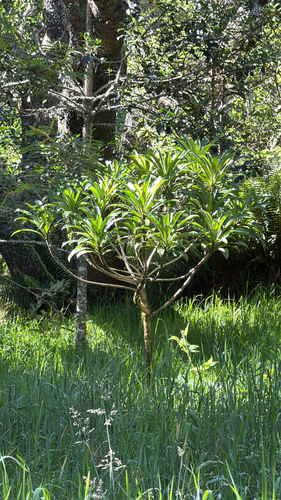 Clermontia lindseyana, 2025-07-04