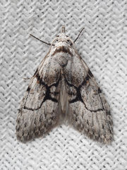 Nola delograpta