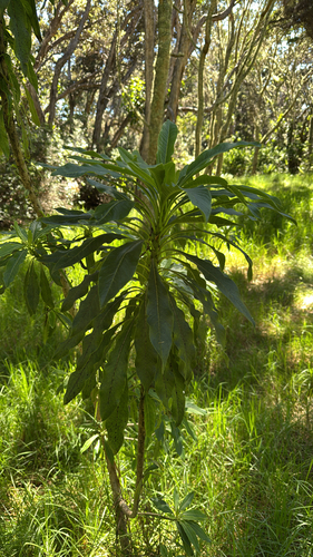 Clermontia pyrularia, 2025-07-04