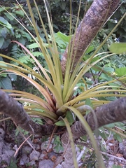 Tillandsia fasciculata