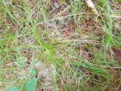 Carex lucorum