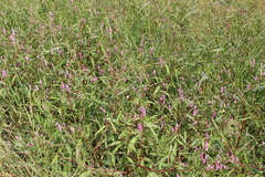 Persicaria segetum