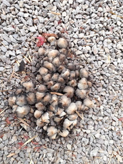 Coprinellus micaceus