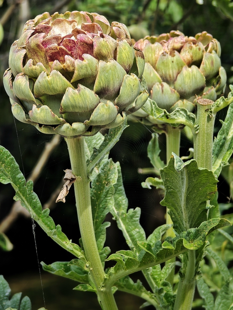 Cynara scolymus