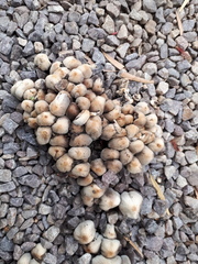 Coprinellus micaceus