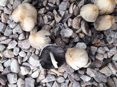 Coprinellus micaceus