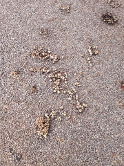 Coprinellus micaceus