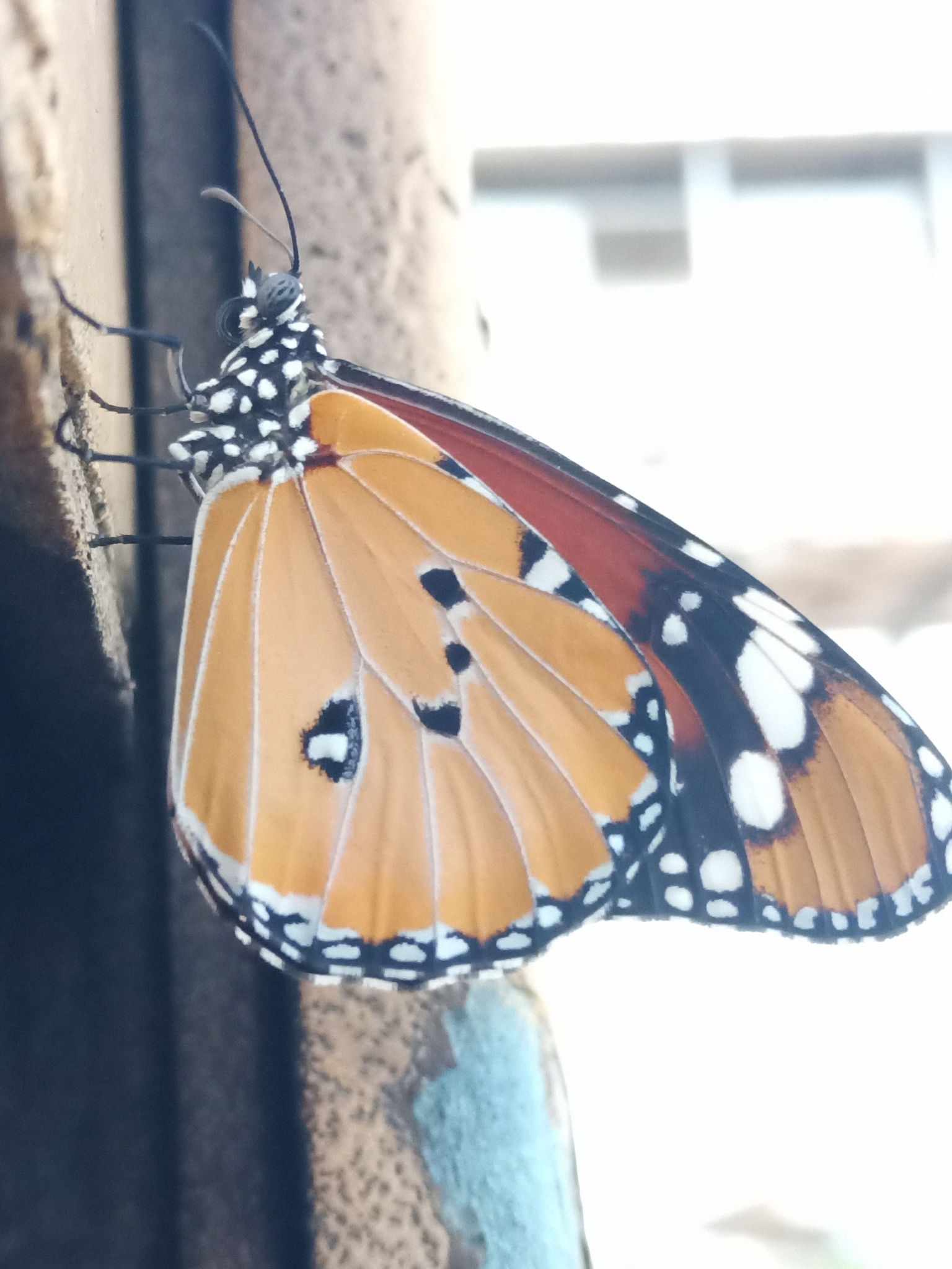 Plain Tiger