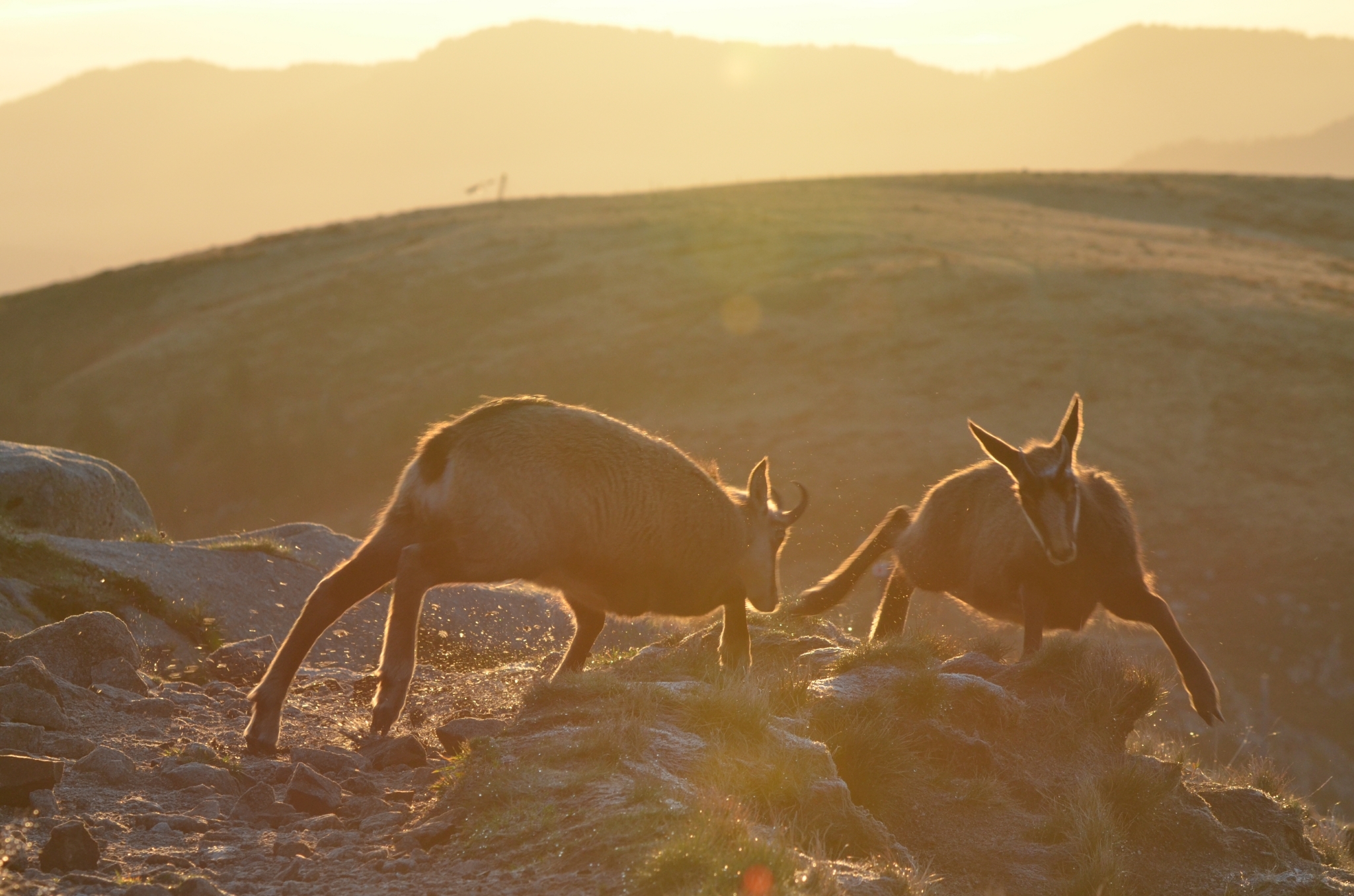 Northern Chamois (Rupicapra rupicapra) · iNaturalist