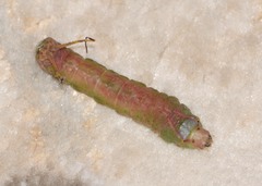 Cerurinae
