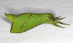 Aenetus eximia