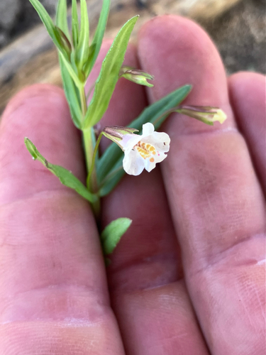 Erect Monkeyflower (Mimulus strictus)