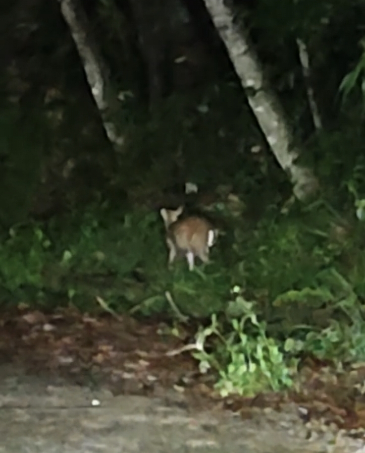 Annamite Muntjac