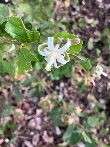 Stellar Donkeyberry (Grewia sulcata)