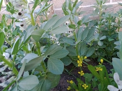 Vicia faba faba