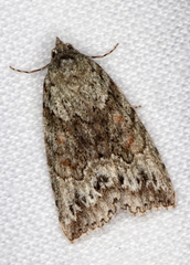 Calathusa basicunea