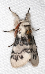 Iropoca rotundata
