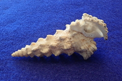 Cerithium nodulosum